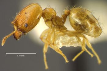 Media type: image;   Entomology 34382 Aspect: habitus lateral view